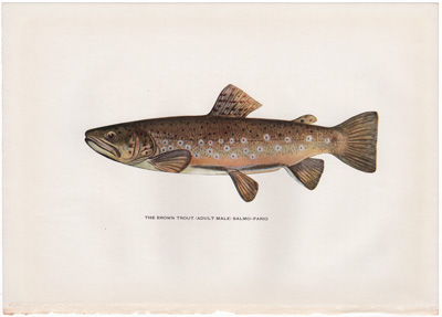 THE BROWN TROUT (ADULT MALE) SALMO-FARIO